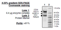 EZH2 (E740K)/EED/SUZH12/RbAp48/AEBP2, FLAG-tag, His-tag Recombinant – Figure 1 of 1