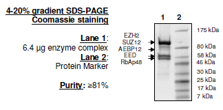 EZH2 (E740K)/EED/SUZH12/RbAp48/AEBP2, FLAG-tag, His-tag Recombinant – Figure 1 of 1