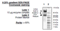 EZH2 (F667I)/EED/SUZH12/RbAp48/AEBP2, FLAG-tag, His-tag Recombinant – Figure 1 of 1