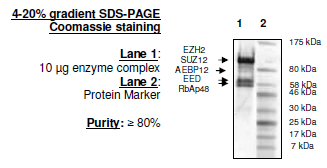 EZH2 (F667I)/EED/SUZH12/RbAp48/AEBP2, FLAG-tag, His-tag Recombinant – Figure 1 of 1