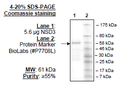 NSD3 (1021-1322) (WHSC1L1), GST-tag Recombinant – Figure 1 of 1