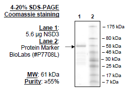 NSD3 (1021-1322) (WHSC1L1), GST-tag Recombinant – Figure 1 of 1
