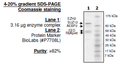 EZH2 (A677G)/EED/SUZ12/RbAp48/AEBP2, His-tag, FLAG-tag Recombinant – Figure 1 of 1