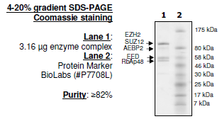 EZH2 (A677G)/EED/SUZ12/RbAp48/AEBP2, His-tag, FLAG-tag Recombinant – Figure 1 of 1