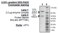 EZH2 (A687V)/EED/SUZ12/RbAp48/AEBP2, His-tag, FLAG-tag Recombinant – Figure 1 of 1