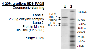 EZH2 (A687V)/EED/SUZ12/RbAp48/AEBP2, His-tag, FLAG-tag Recombinant – Figure 1 of 1