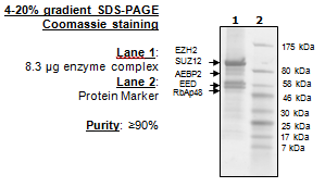 EZH2 (A677T)/EED/SUZ12/RbAp48/AEBP2, His-tag, FLAG-tag Recombinant – Figure 1 of 1