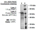 PRMT1, GST-Tag (E. coli-derived) Recombinant – Figure 1 of 2