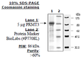 PRMT3, GST-tag Recombinant – Figure 1 of 2