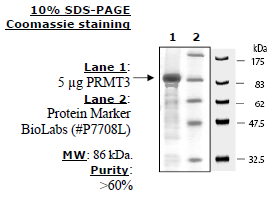 PRMT3, GST-tag Recombinant – Figure 1 of 2