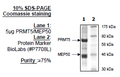 PRMT5/MEP50, FLAG-Tag, His-Tag (HEK293-derived) Recombinant – Figure 1 of 4