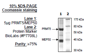 PRMT5/MEP50, FLAG-Tag, His-Tag (HEK293-derived) Recombinant – Figure 1 of 4