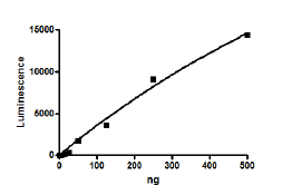 PRMT4 (CARM1), FLAG-tag (HEK293-derived) Recombinant – Figure 1 of 2