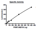 PRMT5/MEP50, FLAG-Tag, His-Tag (Sf9-derived) Recombinant – Figure 1 of 4