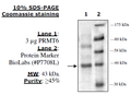 PRMT6, His-tag Recombinant – Figure 1 of 4