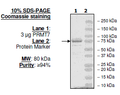PRMT7, His-FLAG-tag Recombinant – Figure 1 of 1