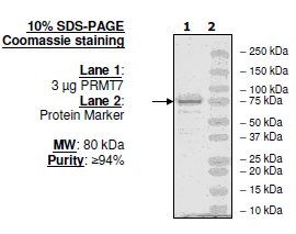 PRMT7, His-FLAG-tag Recombinant – Figure 1 of 1