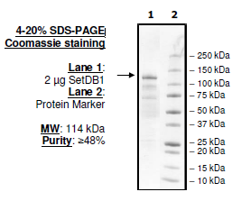 SetDB1, His-GST-tags Recombinant – Figure 1 of 2