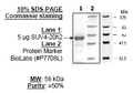 SUV4-20H2, GST-tag Recombinant – Figure 1 of 1