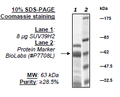 SUV39H2, GST-Tag Recombinant – Figure 1 of 2