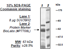 SUV39H2, GST-Tag Recombinant – Figure 1 of 2