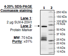 SUV4-20H1, GST-tag Recombinant – Figure 1 of 2