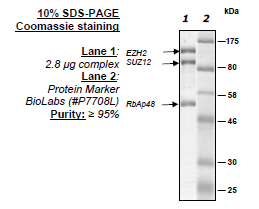 EZH2/SUZ12/RbAp48, His-GST-tags, His-tag Recombinant – Figure 1 of 1