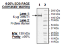 DNMT1, His-FLAG-tag Recombinant – Figure 1 of 4
