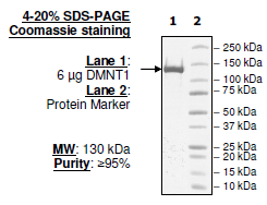 DNMT1, His-FLAG-tag Recombinant – Figure 1 of 4