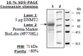 DNMT2, GST-tag Recombinant – Figure 1 of 1