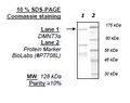 DNMT3a, GST-Tag Recombinant – Figure 1 of 1