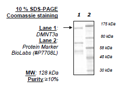 DNMT3a, GST-Tag Recombinant – Figure 1 of 1