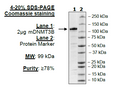 DNMT3B, His-tag, FLAG-tag (Mouse) Recombinant – Figure 1 of 1