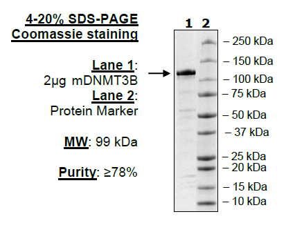 DNMT3B, His-tag, FLAG-tag (Mouse) Recombinant – Figure 1 of 1