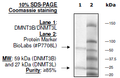 DNMT3B/DNMT3L Complex, GST-tag, His-tag Recombinant – Figure 1 of 2