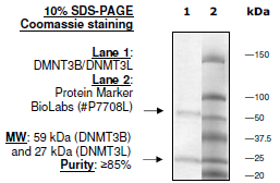 DNMT3B/DNMT3L Complex, GST-tag, His-tag Recombinant – Figure 1 of 2