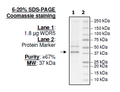WDR5, FLAG-tag Recombinant – Figure 1 of 1