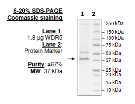 WDR5, FLAG-tag Recombinant – Figure 1 of 1