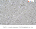 Protrudin Expressing hTERT-RPE1 Stable Cell Line – Figure 1 of 1