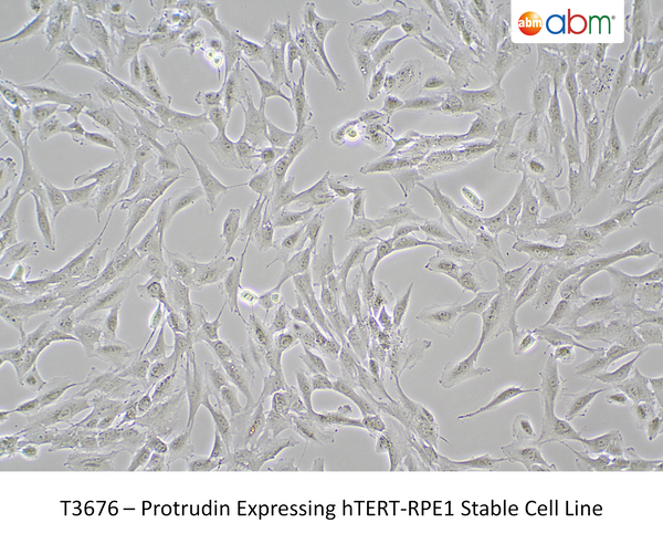 Protrudin Expressing hTERT-RPE1 Stable Cell Line – Figure 1 of 1