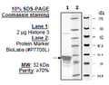 Histone H3 (2-58), GST-tag Recombinant – Figure 1 of 1