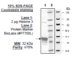 Histone H3 (2-58), GST-tag Recombinant – Figure 1 of 1