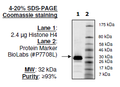 Histone H4 (2-58), GST-tag Recombinant – Figure 1 of 1
