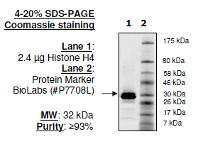 Histone H4 (2-58), GST-tag Recombinant – Figure 1 of 1