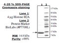 Histone H2a, Full Length, His-tag Recombinant – Figure 1 of 2