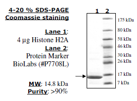 Histone H2a, Full Length, His-tag Recombinant – Figure 1 of 2