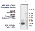 Histone H2b, Full Length, His-tag Recombinant – Figure 1 of 1