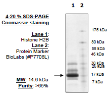 Histone H2b, Full Length, His-tag Recombinant – Figure 1 of 1