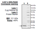 Histone H4, Full Length, His-tag Recombinant – Figure 1 of 1