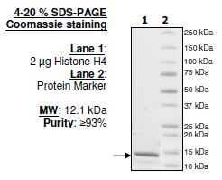 Histone H4, Full Length, His-tag Recombinant – Figure 1 of 1